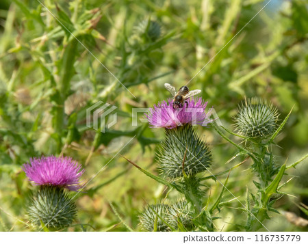 Honey bee collects pollen and nectar from cirsium vulgare, spear thistle, bull thistle or common thistle pink inflorescences. 116735779