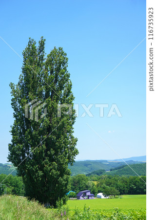 Ken and Mary's tree Ken and Mary's tree 116735923