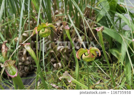 Carnivorous plants in the Tropical Botanical Garden 116735938