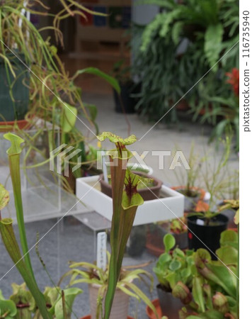 Carnivorous plants in the Tropical Botanical Garden 116735940
