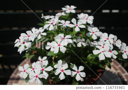 Small potted Madagascar periwinkle 116735981
