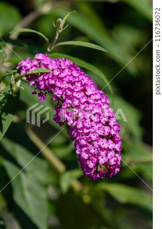 Buddleja tschonoskii flower 01 116736072