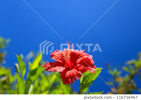 Okinawa's blue sky and red hibiscus 116736467