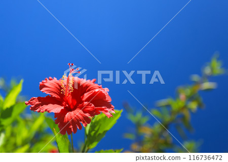 Okinawa's blue sky and red hibiscus 116736472