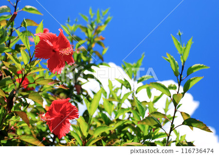Blue sky, white clouds and red hibiscus in Okinawa 116736474