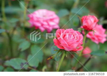 Pink Rose Background With Green Leaves, Aachener Dom Plant 116736510