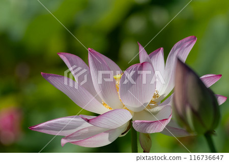 美麗的荷花沐浴在清晨的陽光下 116736647