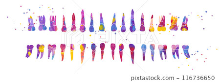 Dental Row. Colorful watercolor illustration Dental Row. Colorful watercolor illustration 116736650