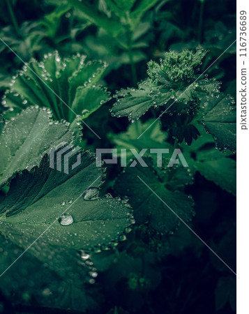 Dew drops on the leaves. Dark natural vertical background for your design 116736689