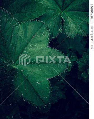 Dew drops on the leaves. Dark natural vertical background for your design Dew drops on the leaves. Dark natural vertical background for your design 116736691