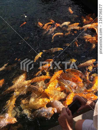Yellow Carp 116736877
