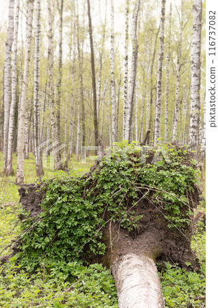 A falling tree in birch grove in the spring A falling tree in birch grove in the spring 116737082