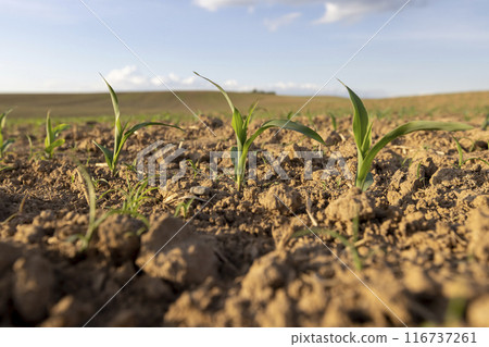 a field with a corn harvest in the evening 116737261