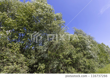 deciduous trees in windy weather in swaying foliage deciduous trees in windy weather in swaying foliage 116737266