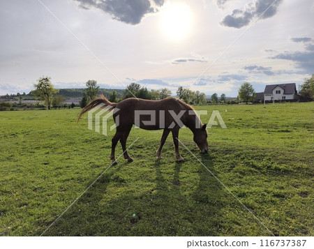 A horse is grazing 116737387