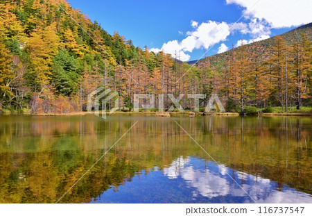 Kamikochi, Myojin Pond on the autumn leaves Kamikochi, Myojin Pond on the autumn leaves 116737547