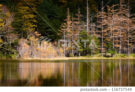 Kamikochi，Myojin池塘在秋葉 116737549