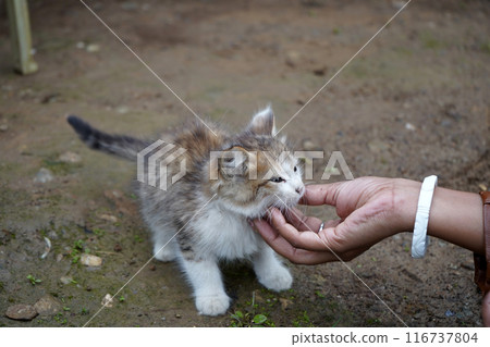 Love towards little Kitten 116737804