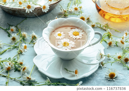 Chamomile flower tea. A tea cup and a tea pot with fresh medicinal flowers Chamomile flower tea. A tea cup and a tea pot with fresh medicinal flowers 116737836