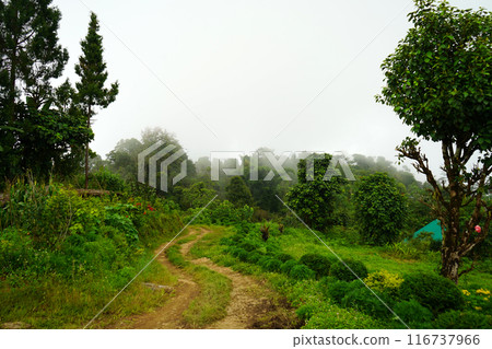 Mountain Forest Background at Lungchok 116737966