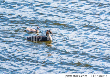 The waterfowl bird, great crested grebe with chick, swimming in the lake. The waterfowl bird, great crested grebe with chick, swimming in the lake. 116738054