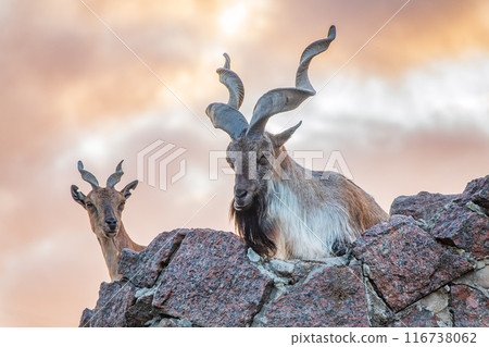 Markhor male and female on the rock. Latin name - Capra falconeri 116738062