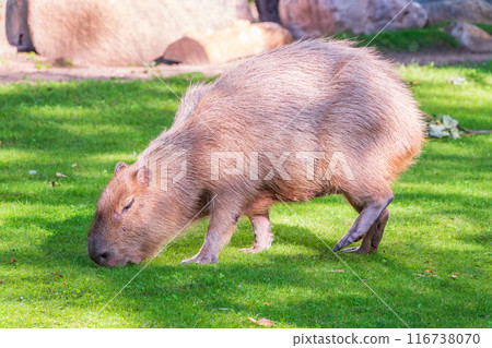 A large capybara walks on the green grass in the park 116738070
