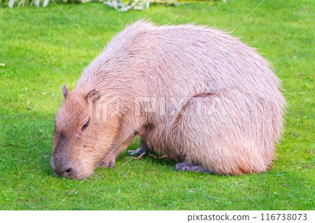 A large capybara lies on the green grass in the park 116738073