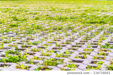 Green grass growing through the cobble stones, outdoor garden flooring background photo texture Green grass growing through the cobble stones, outdoor garden flooring background photo texture 116738081