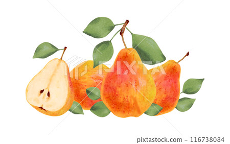 Composition of yellow pears with leaves. Botanical watercolor, marker illustration. Organic food sketch. Hand drawn isolated art. Pictures of healthy fruits from the tree for juice design, menu. Composition of yellow pears with leaves. Botanical watercolor, marker illustration. Organic food sketch. Hand drawn isolated art. Pictures of healthy fruits from the tree for juice design, menu. 116738084