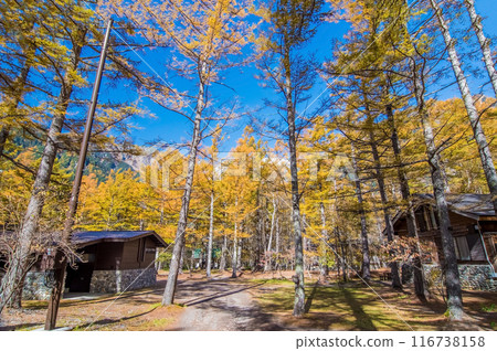 [Autumn in Kamikochi] The beautiful yellow leaves of larch trees at Konashidaira Campsite 116738158