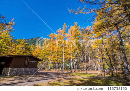[Autumn in Kamikochi] The beautiful yellow leaves of larch trees at Konashidaira Campsite 116738160