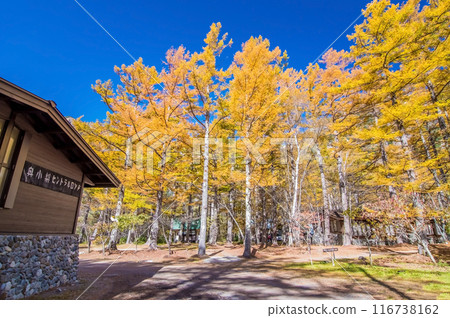 [Autumn in Kamikochi] The beautiful yellow leaves of larch trees at Konashidaira Campsite 116738162