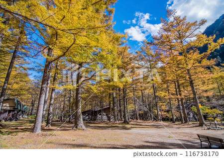 【秋天的上高地】落葉松黃葉美麗的小西平露營地 116738170