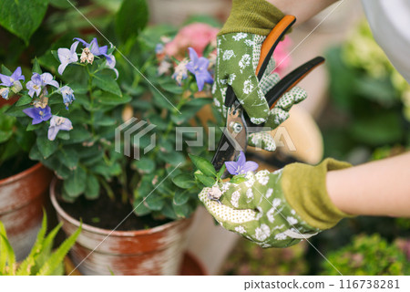 Woman in gardening gloves pruning flowers bush with secateurs outdoors, closeup. flower care 116738281