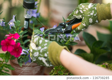 Woman in gardening gloves pruning flowers bush with secateurs outdoors, closeup. flower care 116738285