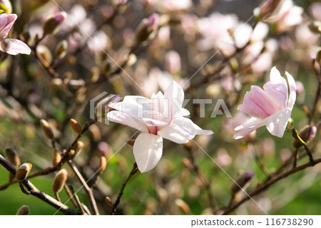 Fresh magnolia flowers blooming in spring. Beautiful pink magnolia tree blossom against light sky. Fresh magnolia flowers blooming in spring. Beautiful pink magnolia tree blossom against light sky. 116738290