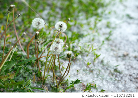 Poplar fluff lying on the various green grass with blooming dandelions on a hillside Poplar fluff lying on the various green grass with blooming dandelions on a hillside 116738291