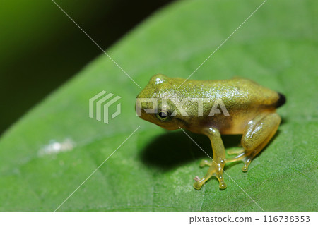 A baby Japanese tree frog, about 15 mm long, with a small tail remaining (natural light, strobe, macro lens close-up) A baby Japanese tree frog, about 15 mm long, with a small tail remaining (natural light, strobe, macro lens close-up) 116738353