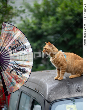 Curious cat sitting on the van top, looking at a fan with printed Chinese "City of Chongqing" Curious cat sitting on the van top, looking at a fan with printed Chinese "City of Chongqing" 116738471