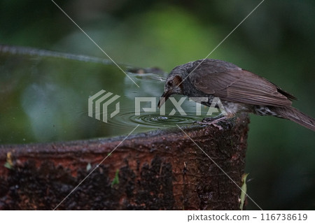 Brown-eared bulbul drinking water 116738619