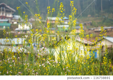 MUSTARD CULTIVATION IN VILLAGE 116738691