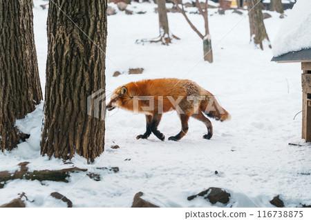Cute fox on snow in winter season at Zao fox village, Miyagi prefecture, Japan. landmark and popular for tourists attraction near Sendai, Tohoku region, Japan. Travel and Vacation concept Cute fox on snow in winter season at Zao fox village, Miyagi prefecture, Japan. landmark and popular for tourists attraction near Sendai, Tohoku region, Japan. Travel and Vacation concept 116738875
