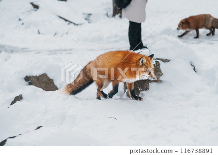 Cute fox on snow in winter season at Zao fox village, Miyagi prefecture, Japan. landmark and popular for tourists attraction near Sendai, Tohoku region, Japan. Travel and Vacation concept Cute fox on snow in winter season at Zao fox village, Miyagi prefecture, Japan. landmark and popular for tourists attraction near Sendai, Tohoku region, Japan. Travel and Vacation concept 116738891