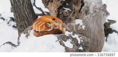 Cute fox on snow in winter season at Zao fox village, Miyagi prefecture, Japan. landmark and popular for tourists attraction near Sendai, Tohoku region, Japan. Travel and Vacation concept 116738897