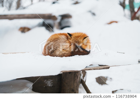 Cute fox on snow in winter season at Zao fox village, Miyagi prefecture, Japan. landmark and popular for tourists attraction near Sendai, Tohoku region, Japan. Travel and Vacation concept Cute fox on snow in winter season at Zao fox village, Miyagi prefecture, Japan. landmark and popular for tourists attraction near Sendai, Tohoku region, Japan. Travel and Vacation concept 116738904
