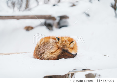 Cute fox on snow in winter season at Zao fox village, Miyagi prefecture, Japan. landmark and popular for tourists attraction near Sendai, Tohoku region, Japan. Travel and Vacation concept Cute fox on snow in winter season at Zao fox village, Miyagi prefecture, Japan. landmark and popular for tourists attraction near Sendai, Tohoku region, Japan. Travel and Vacation concept 116738905