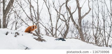 Cute fox on snow in winter season at Zao fox village, Miyagi prefecture, Japan. landmark and popular for tourists attraction near Sendai, Tohoku region, Japan. Travel and Vacation concept Cute fox on snow in winter season at Zao fox village, Miyagi prefecture, Japan. landmark and popular for tourists attraction near Sendai, Tohoku region, Japan. Travel and Vacation concept 116738906