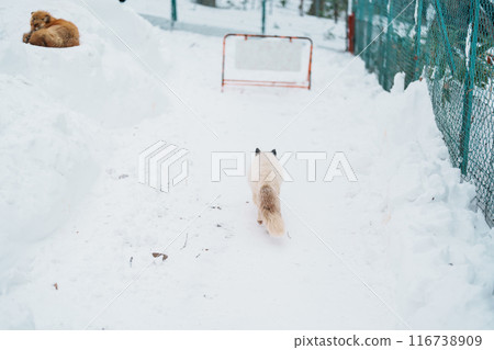 Cute fox on snow in winter season at Zao fox village, Miyagi prefecture, Japan. landmark and popular for tourists attraction near Sendai, Tohoku region, Japan. Travel and Vacation concept Cute fox on snow in winter season at Zao fox village, Miyagi prefecture, Japan. landmark and popular for tourists attraction near Sendai, Tohoku region, Japan. Travel and Vacation concept 116738909
