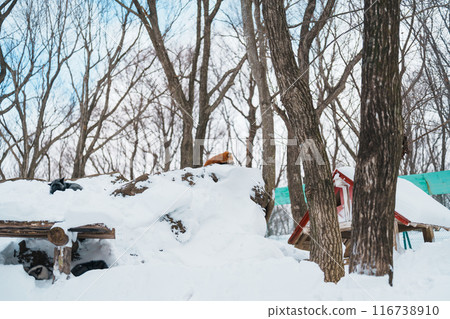 Cute fox on snow in winter season at Zao fox village, Miyagi prefecture, Japan. landmark and popular for tourists attraction near Sendai, Tohoku region, Japan. Travel and Vacation concept 116738910